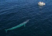 Return Of The Titans: How & Why Blue Whales Have Returned To The Indian Ocean Blue Whales