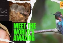 Who’s the smallest of them all? Meet the world’s amazing tiniest creatures the smallest