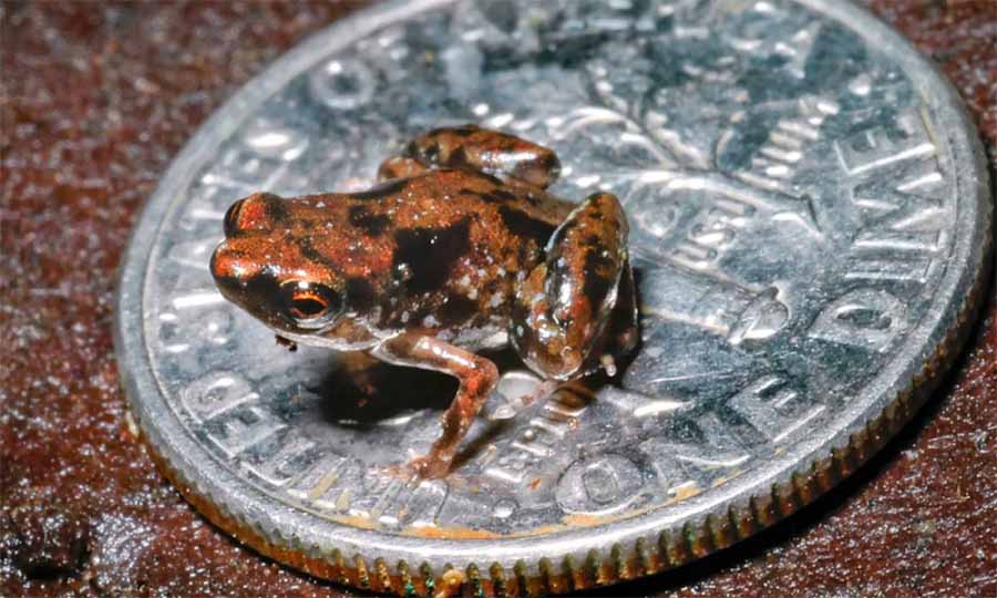 Who’s the smallest of them all? Meet the world’s amazing tiniest creatures