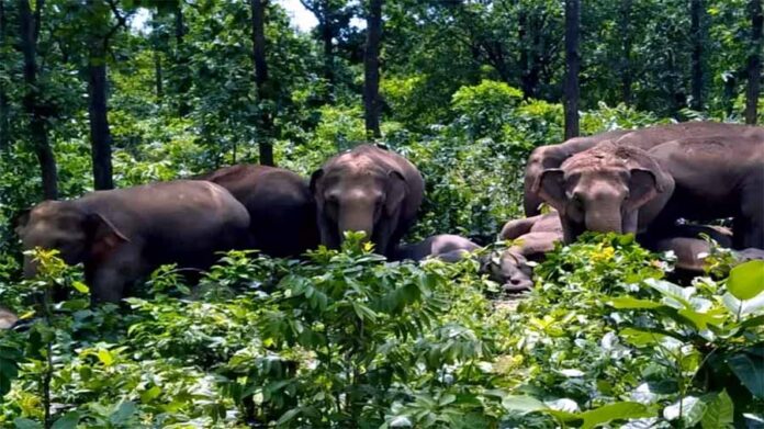 All India Elephant Day
