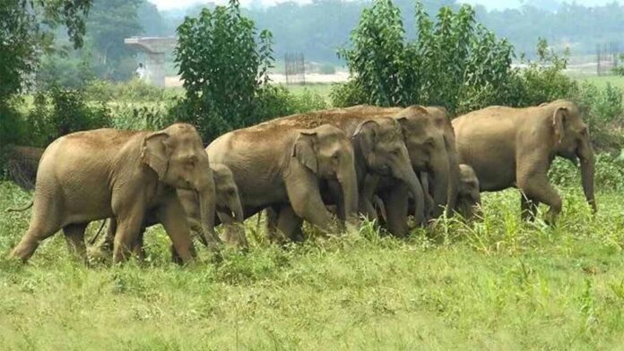 Herd of Elephants