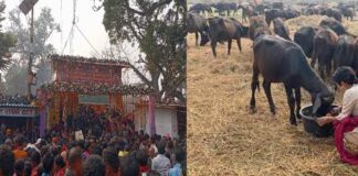 рдиреЗрдкрд╛рд▓ рдореЗрдВ рдЧрдврд╝реАрдорд╛рдИ рдореЗрд▓рд╛: 5 рд╕рд╛рд▓ рдореЗрдВ рдПрдХ рдмрд╛рд░ рд╣реЛрдиреЗ рд╡рд╛рд▓реА рдкрд░рдВрдкрд░рд╛, рд▓рд╛рдЦреЛрдВ рдЬрд╛рдирд╡рд░реЛрдВ рдХреА рджреА рдЬрд╛рддреА рд╣реИ рдмрд▓рд┐ Gadhimai mela