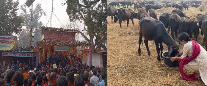 Gadhimai mela