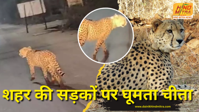 Leopard on the streets How To
