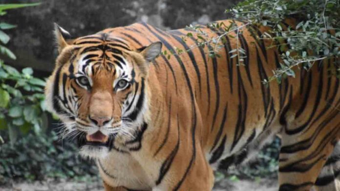Global Tiger Day now