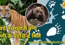 धरमजयगढ़ वनमंडल क्षेत्र में बड़े मांसाहारी वन्य प्राणी के पदचिन्ह मिले large carnivorous Now