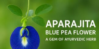Aparajita (Blue Pea Flower): A Gem of Ayurvedic Healing for Mind, Body & Soul Blue Pea Flower : Aparajita