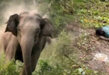हाथी के हमले में ग्रामीण की मृत्यु elephant attack