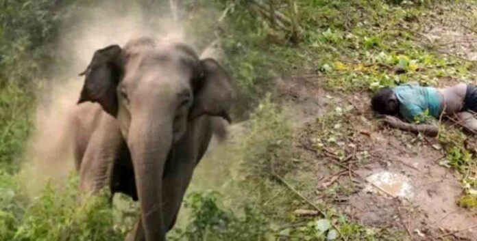 elephant attack elephant attack