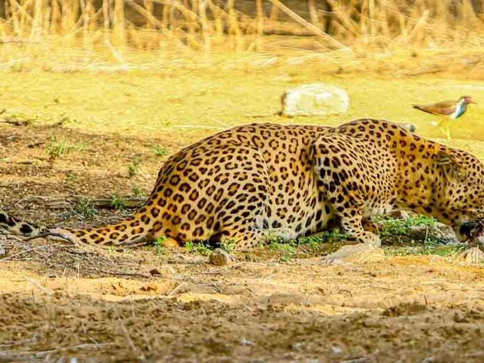 lakhimpur kheri leopard attack