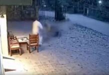 चंद्रपुर में बाघिन ने वन विभाग के गार्ड को बनाया शिकार, CCTV फुटेज वायरल; देखें वीडियो Tigress forest Chandrapur