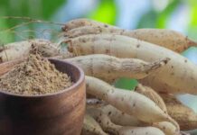 शतावरी: सिर्फ महिलाओं के लिए ही नहीं बल्कि पुरुषों के लिए भी है वरदान Shatavari how women but men