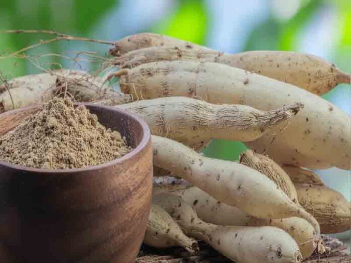 Shatavari how women but men Shatavari how women but men