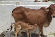 गोमूत्र : अपशिष्ट नहीं औषधि, कई बीमारियों से लड़ने में सहायक gomootr medicine now