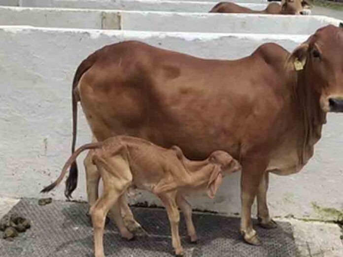 gomootr medicine now gomootr medicine now