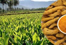 हल्दी के भाव नरम, उत्पादन बढ़ने का अनुमान; अनुकूल मानसून का असर Turmeric prices