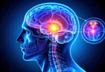 मटर के दाने जितनी छोटी ग्रंथि, लेकिन आपकी नींद, मूड और चेतना तक सब कुछ करती है कंट्रोल matar daane jitanee