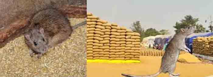 Aari Tutari Musawa Meow Raj : आरी तुतारी : कहां जाबे मूसवा, मोर ले बोचक के ? “म्याऊं” बिल्ली बनहि प्रबंधक ! धान के कटोरा मं म्याऊं राज