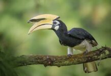 दुर्लभ हॉर्नबिल संरक्षण की विशेष पहल :उदंती-सीतानदी में विकसित हो रहे प्राकृतिक उद्यान Big Steps for Hornbill Bird Conservation