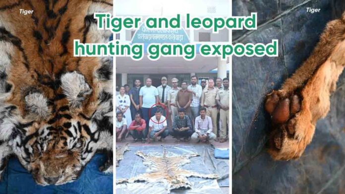 Tiger leopard hunting