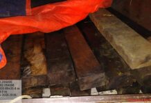 लकड़ी के अवैध परिवहन पर कार्रवाई, पिकअप वाहन जब्त Big Action against illegal