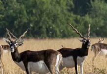 छत्तीसगढ़ के मैदानों में फिर दौड़े काले हिरण, पीएम मोदी ने ‘मन की बात’ में की संरक्षण मॉडल की तारीफ Black deer again