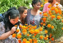 सूंघने की क्षमता में गिरावट भी अल्जाइमर्स का शुरुआती संकेत Loss of smelling ability sign of Alzheimer