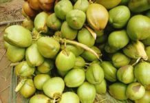 पश्चिम एशिया संकट का असर: पोल्लाची के कच्चे नारियल निर्यात पर ब्रेक, शिपिंग बाधाओं से ठप पड़ा व्यापार pollachi tender coconut exports