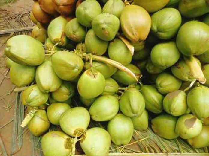 pollachi tender coconut exports