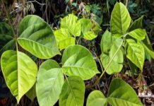 विदारीकंद गर्मी में शरीर को अंदर से ठंडक देने वाली जड़ी-बूटी, स्टैमिना बढ़ाने में कारगर vidarikand