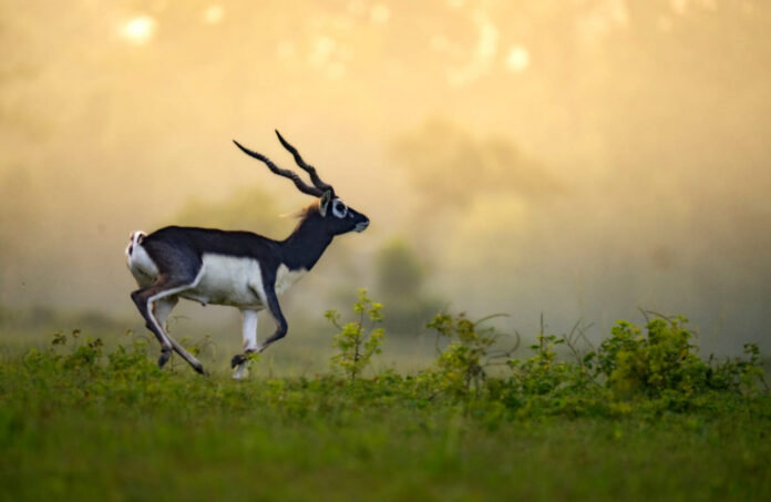 Black Bucks returns in Baranwapara