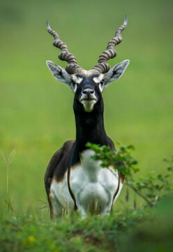 Black Bucks returns in Baranwapara