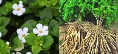 Medicinal Wealth hidden in forests of Chhattisgarh