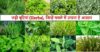 छत्तीसगढ़ की जड़ी-बूटियों से महकेगा नारी शक्ति का स्वावलंबन Medicinal Wealth hidden in forests of Chhattisgarh