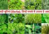 छत्तीसगढ़ की जड़ी-बूटियों से महकेगा नारी शक्ति का स्वावलंबन Medicinal Wealth hidden in forests of Chhattisgarh