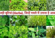 छत्तीसगढ़ की जड़ी-बूटियों से महकेगा नारी शक्ति का स्वावलंबन Medicinal Wealth hidden in forests of Chhattisgarh