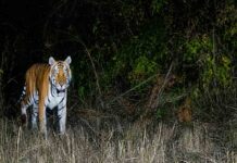 अरुणाचल के वन्यजीव अभयारण्य में 20 साल बाद दिखा रॉयल बंगाल टाइगर royal bengal tiger