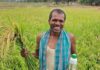 नैनो उर्वरक-छत्तीसगढ़ के खेती-किसानी में आई नई क्रांति Nano-fertilizer in Chhattisgarh's Farming
