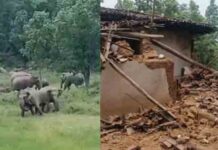 छत्तीसगढ़ : कोरबा में 11 हाथियों के झुंड ने मचाया उत्पात, किसानों की फसल और संपत्ति को भारी नुकसान chhattisgarh korba 11 hathiyon jhund