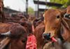 गोशालाएं बनेंगी ग्रामीण उद्योगों का नया केंद्र, हर जिले को मिलेगी अपनी पहचान gaushalayein gramin