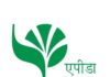 रीवा के जीआई टैग वाले सुंदरजा आम की पहली खेप यूएई पहुंची, अंतरराष्ट्रीय बाजार में मिली नई पहचान rewa ke gi tag wale sundarja aam