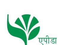 रीवा के जीआई टैग वाले सुंदरजा आम की पहली खेप यूएई पहुंची, अंतरराष्ट्रीय बाजार में मिली नई पहचान rewa ke gi tag wale sundarja aam