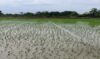 अल-नीनो की आशंका पर कृषि विभाग अलर्ट EL Nino threat: Agriculture Department on alert