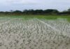 अल-नीनो की आशंका पर कृषि विभाग अलर्ट EL Nino threat: Agriculture Department on alert