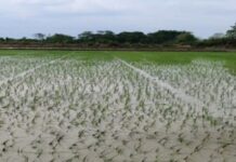 अल-नीनो की आशंका पर कृषि विभाग अलर्ट EL Nino threat: Agriculture Department on alert