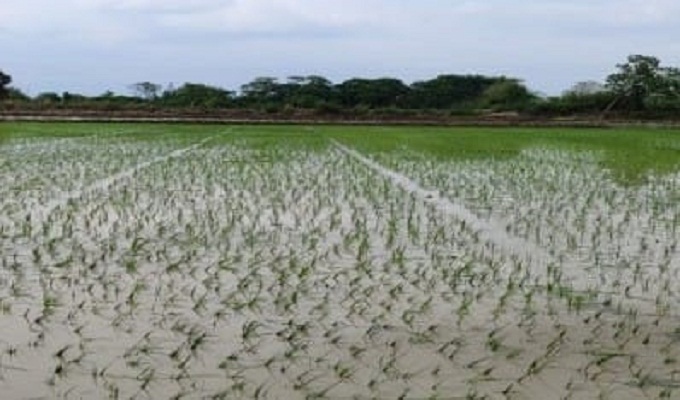 EL Nino threat Agriculture Department on alert EL Nino threat: Agriculture Department on alert
