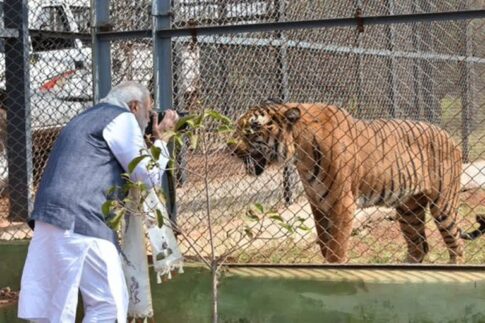 Nandanvan Jungle Safari
