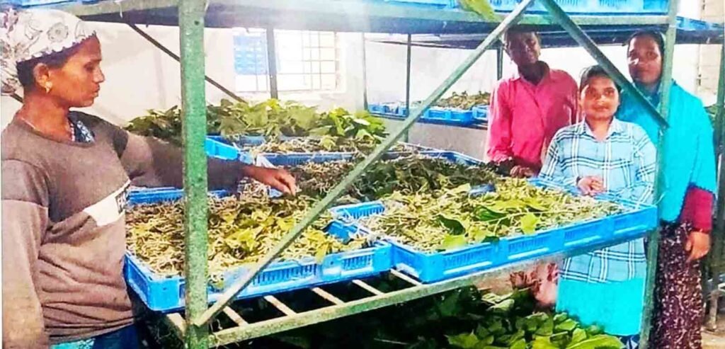 narayanpur : नारायणपुर में रेशम से बुना जा रहा आत्मनिर्भरता का ताना-बाना