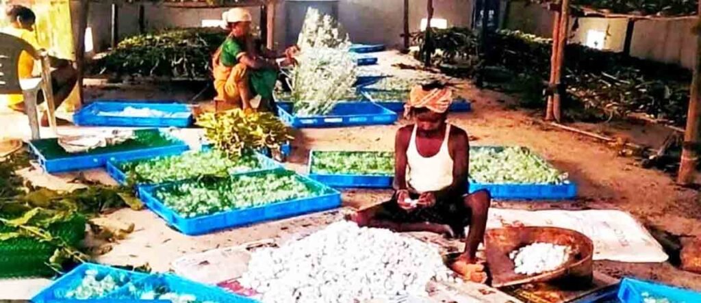narayanpur : नारायणपुर में रेशम से बुना जा रहा आत्मनिर्भरता का ताना-बाना